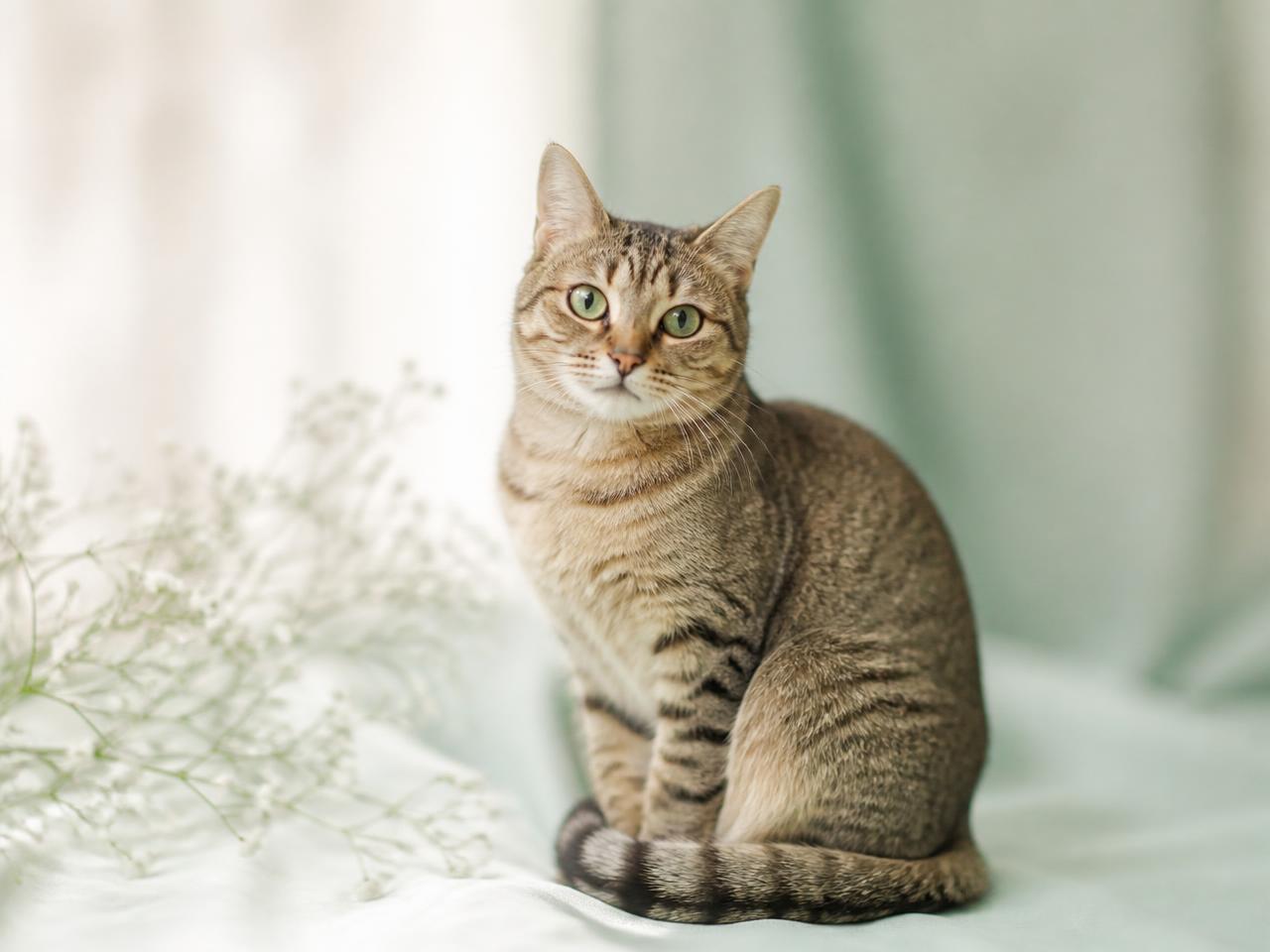 A healthy tabby cat sitting calmly in soft pastel light