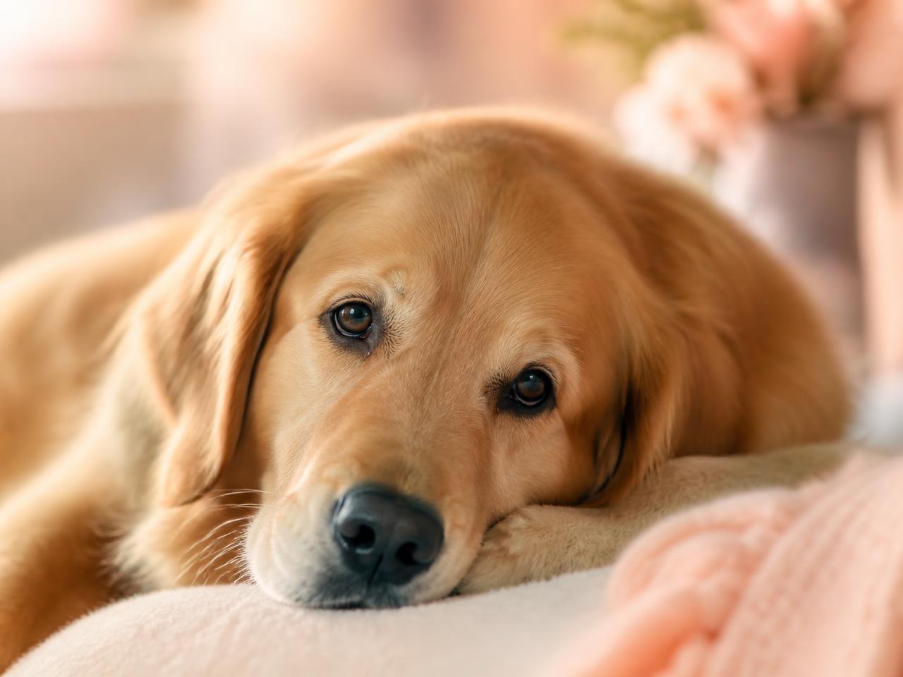 A healthy golden retriever resting peacefully in soft morning light