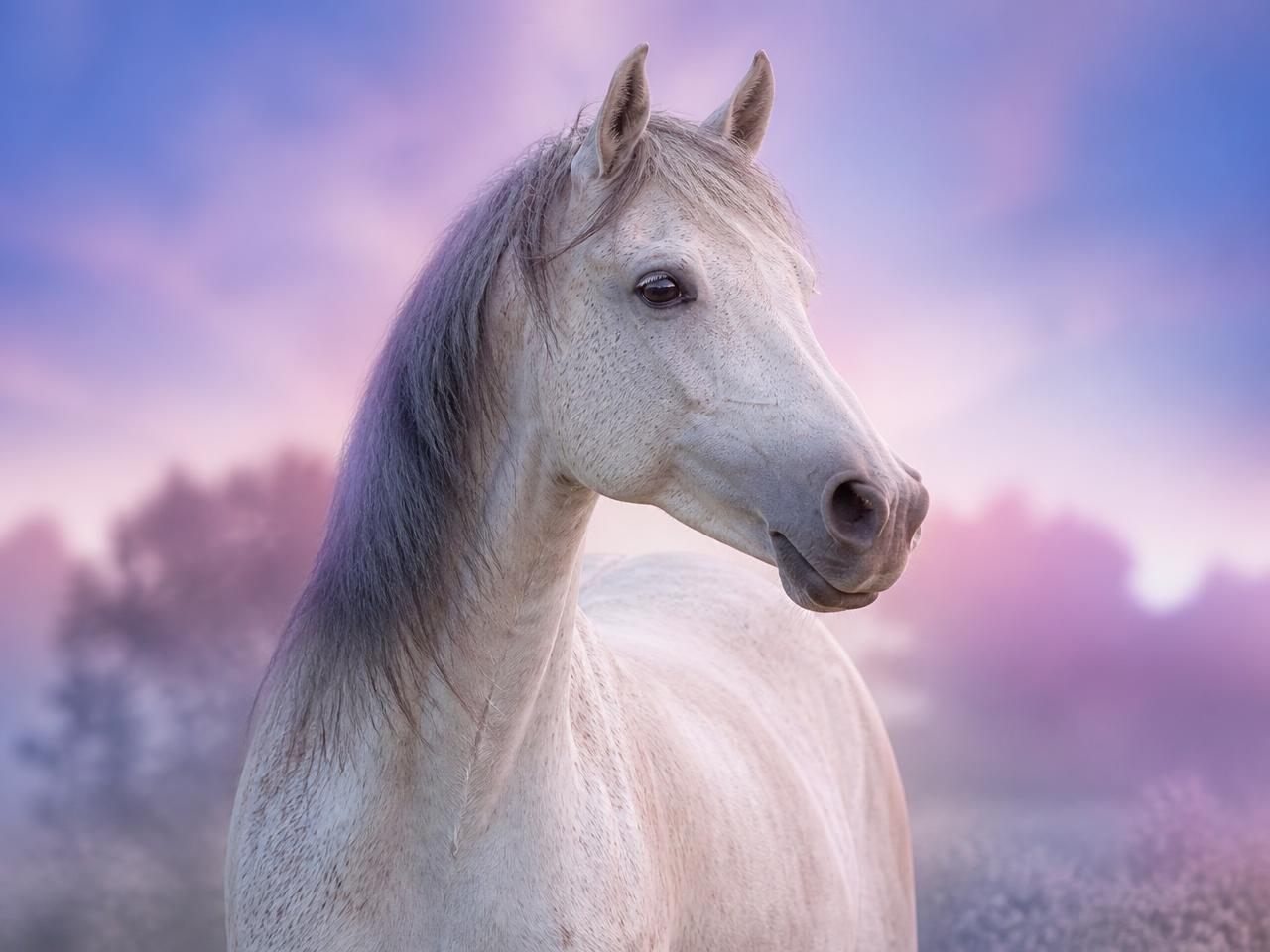 A gentle white horse in soft pastel light